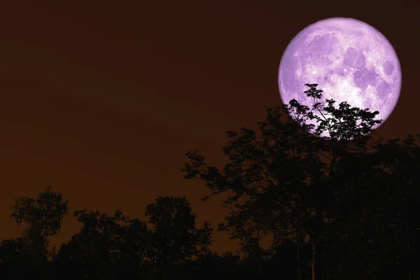 Luna plină de seva înapoi pe planta de siluetă și copaci pe cerul nopții — Fotografie, imagine de stoc