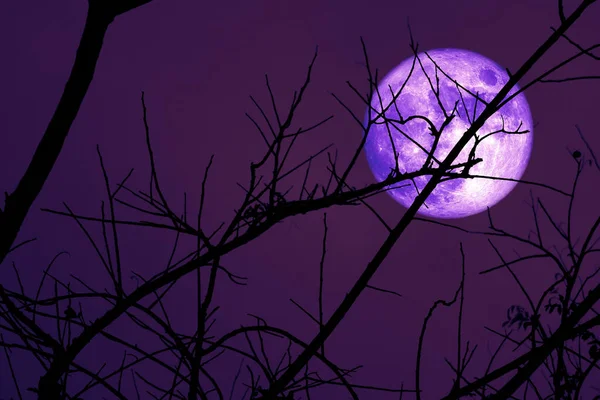 Super Beaver Moon sur ciel sombre et silhouette arbre sec à la nig — Photo