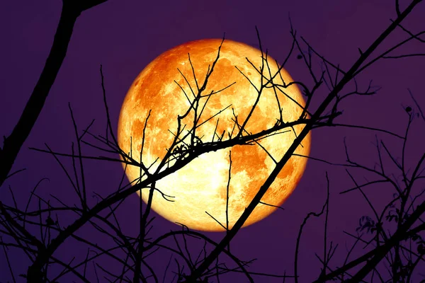 stock image Super Blood Cold Moon on dark sky and silhouette dry tree at the