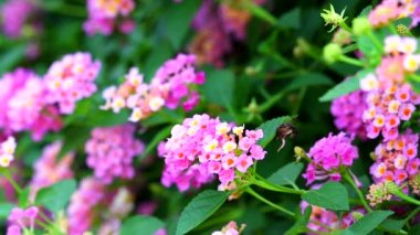Lantana rengarenk pembe buket çiçekleri bahçede çiçek açıyor. Arka plan bulanık.