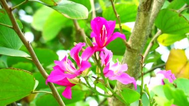Mor Orkide Ağacı, Hong Kong Orkide Ağacı, Bahçede açan Mor Bauhinia buketi