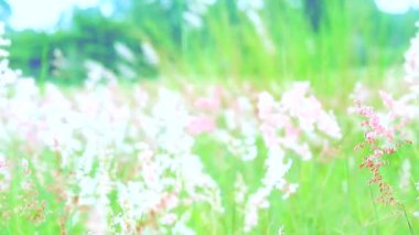 Kırmızı çimen çiçekleri yeşil yapraklar yeşil arka planda rüzgarla savruluyor