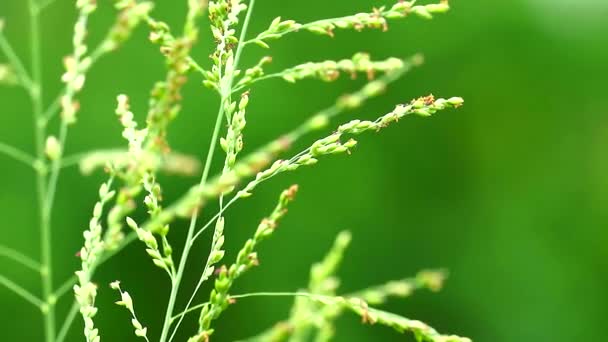 Närbild till gräsfrö blommor gröna blad svinga med vinden i gröna ängar1 — Stockvideo