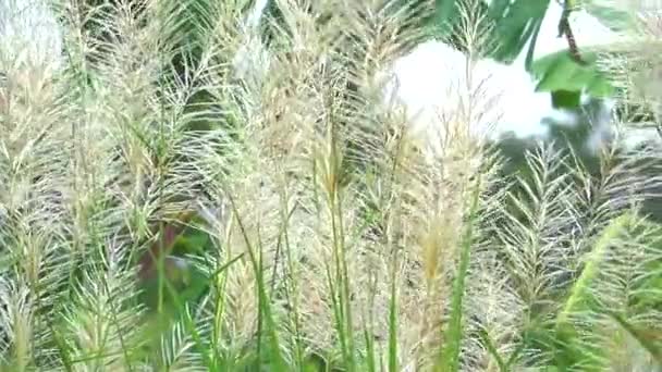 Flores de hierba marrón oscilación por el viento en el campo verde hojas de plátano fondo — Vídeos de Stock