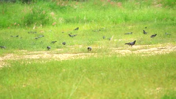 Panning a los pegiones encontrar semillas e insectos en la hierba verde en el campo verde — Vídeos de Stock