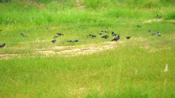 Pegiones encuentran semillas e insectos en la hierba verde en el campo verde — Vídeos de Stock