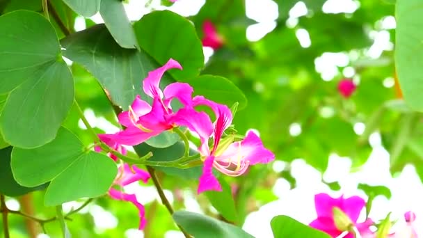 Lila orchidea fa, Hong Kong Orchidea fa, lila Bauhinia csokor virágok virágzik a kertben — Stock videók