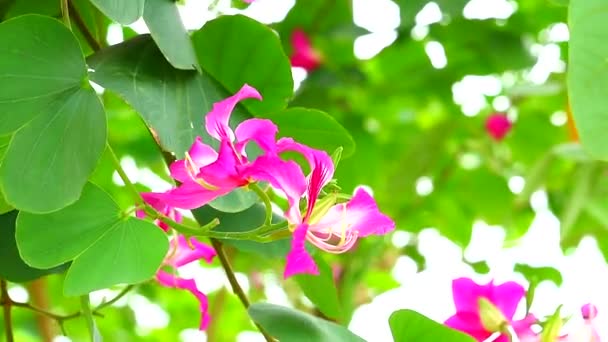 Fioletowe Drzewo Orchidei, Hongkong Drzewo Orchidei, Fioletowe kwiaty Bauhinia bukiet kwitnący w ogrodzie — Wideo stockowe