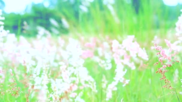 Red grass flowers green leaves swing by wind in green field background — Stock Footage Red grass flowers green leaves swing by wind in green field background Royalty Free Stock Video