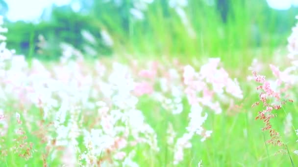 Red grass flowers green leaves swing by wind in green field background — Stock Video