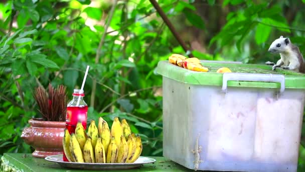 Eekhoorns verkennen en voorzichtig zijn voordat ze de vruchten van de tuin eten1 — Stockvideo