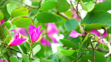 Mor Orkide Ağacı, Hong Kong Orkide Ağacı, Bahçede açan Mor Bauhinia Çiçekleri