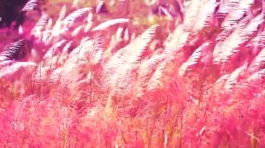 kırmızı turuncu gül rengi çimen çiçekleri çayırda rüzgarla savrulur