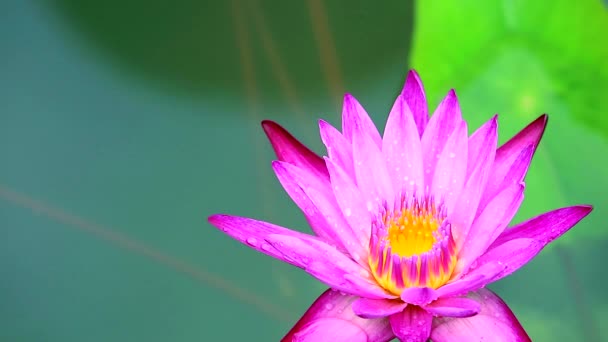 Close-up tot mooie roze lotus bloem bloeien op het water in vijver — Stockvideo