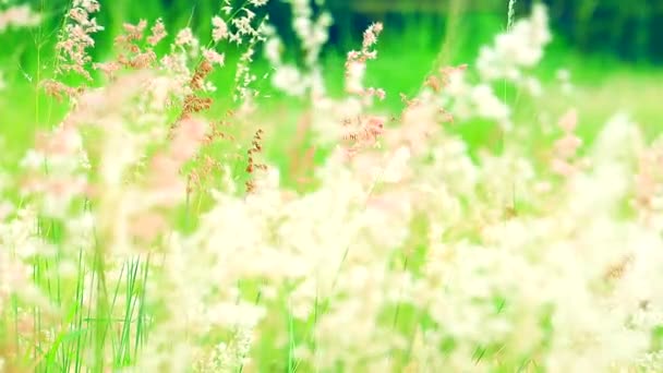 Gräs blommor gröna blad svinga av vind i grönt fält bakgrund — Stockvideo