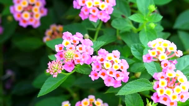 Лантана барвистий рожевий білий букет квіти, що цвітуть в саду — стокове відео