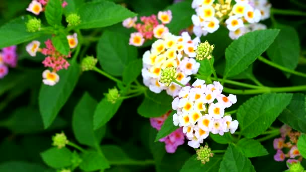 Atlantana bílá žlutá kytice květiny kvetoucí v zahradě1 — Stock video