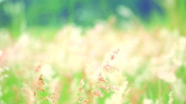 Rött gräs blommor gröna blad svinga med vinden i grönt fält — Stockvideo