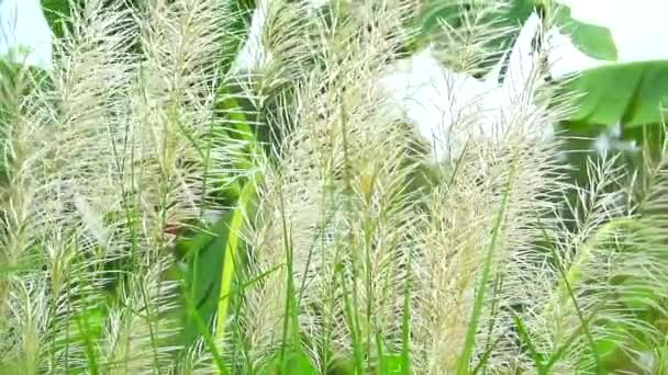 Flores de grama marrom balançar pelo vento no campo verde folhas de banana fundo — Vídeo de Stock