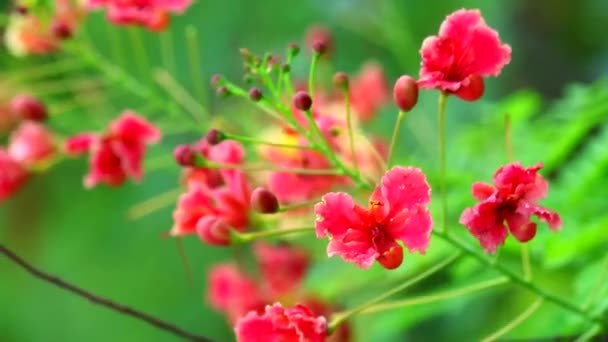 Dvärg poinciana, Blomma staket, Peacock krön, Pride of Barbados Paradise Flower rör sig i trädgården1 — Stockvideo