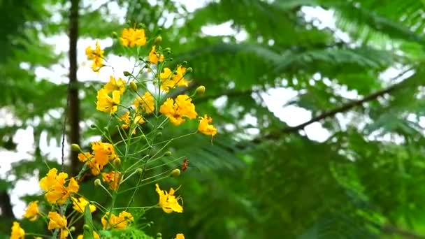 Dwarf poinciana, Flower φράχτη, Peacock ακρολοφία, Pride of Barbados Paradise Κίτρινο λουλούδι κινείται στον κήπο — Αρχείο Βίντεο