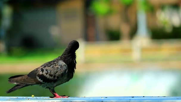 Pigeon nettoyé les plumes et se tenait sur un banc dans le parc et fontaine floue dans le fond du lac — Video