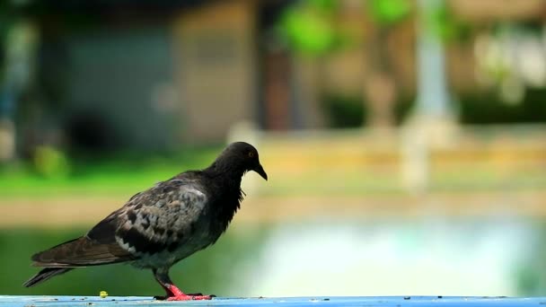 Piccione pulito le piume e si trovava su una panchina nel parco e fontana offuscata sullo sfondo del lago1 — Video Stock