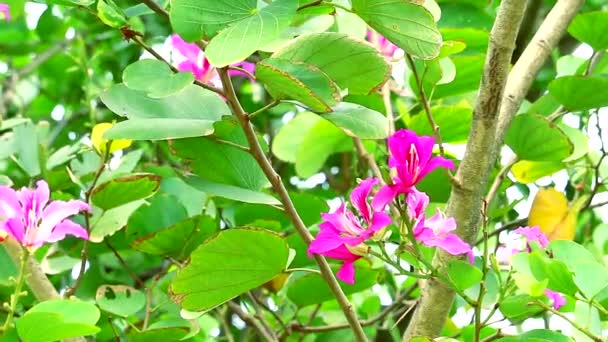 Árvore roxa da orquídea, árvore da orquídea de Hong Kong, flores roxas do buquê de Bauhinia — Vídeo de Stock