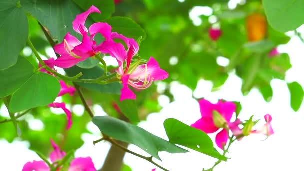 Paarse Orchidee Boom, Hong Kong Orchidee Boom, Paarse Bauhinia roze bloemen — Stockvideo