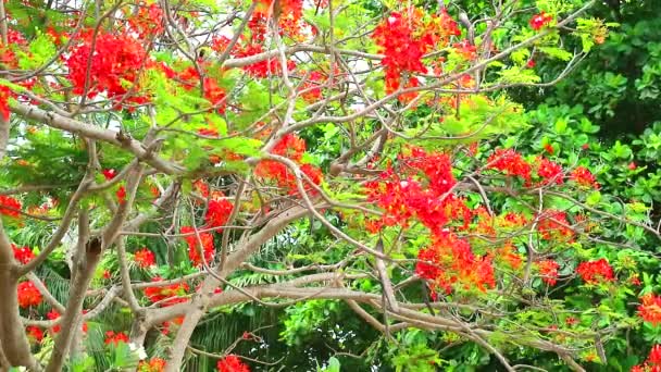 A Lángfa, Royal Poinciana a parkban úszik a szélben délután — Stock videók