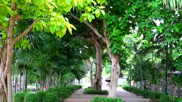 Park má velké stromy na stín, Vhodné pro odpočinek a cvičení a relaxaci a piknik — Stock video