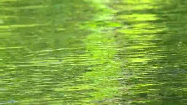 Pequeña ola verde amarilla moviéndose en la superficie del agua del estanque en el jardín — Vídeos de Stock