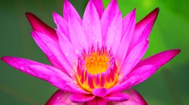 Açık pembe nilüfer yağmurdan sonra açar ve iki renk su yüzeyini bulanıklaştırır.