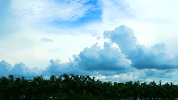 Céu azul com nuvem pura mover passar árvore superior verde e pássaros voando — Vídeo de Stock