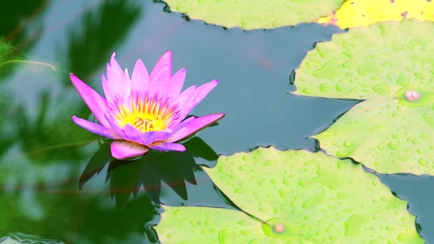 Close up to beautiful pink lotus flower blooming on water in pond — Stock Video