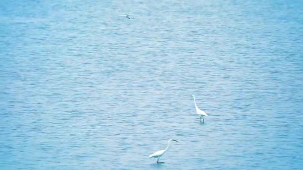 Egrets najít chytit zvířata ve vodě v blízkosti pláže, když nízký příliv1 — Stock video