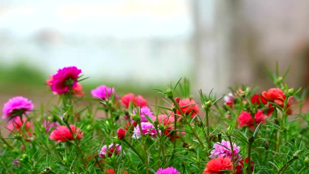 Purslane, rózsa mose, napraforgó rózsaszín rózsa bíbor virág virágzik a kertben1 — Stock videók