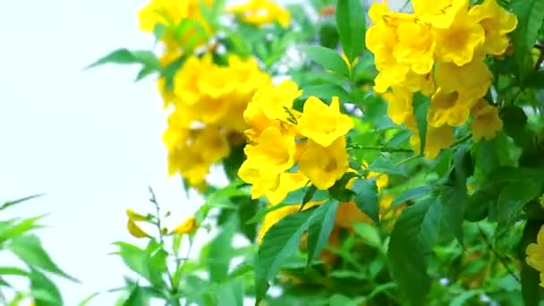 Tromba d'argento, Albero d'oro, Tromba d'argento paraguaiano fiori gialli che sbocciano nel giardino1 — Video Stock