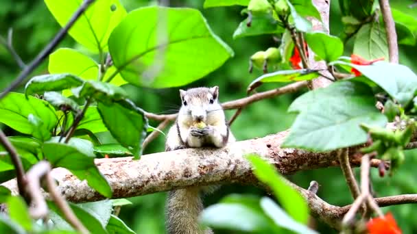 Eekhoorn druppelend vruchten acacia in een tak boom in de tuin en park — Stockvideo