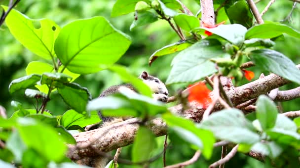 Eekhoorn druppelend vruchten acacia in een tak boom in de tuin en park — Stockvideo