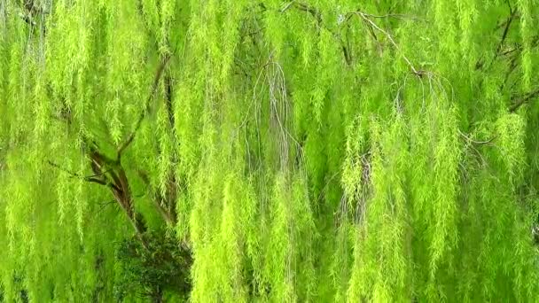Płacz wierzby i jasnozielone liście ściany huśtawka przez wiatr w parku 1 — Wideo stockowe
