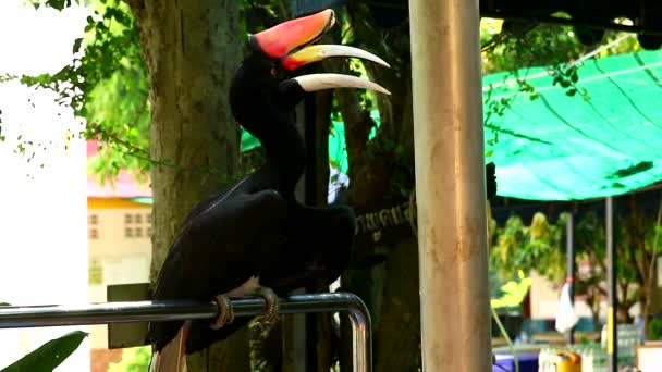 Zwarte neushoornsnavel op een tak in de tempel en kijk goed om je heen — Stockvideo