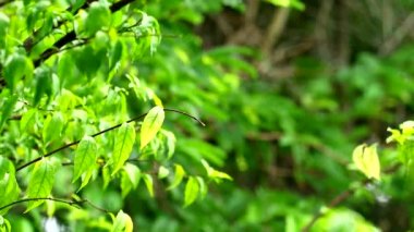Moke ya da Wrightia Reliosa yaprakları rüzgar ve bulanık bahçe arka planında salınır