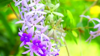 Puple Çelengi, Zımpara Kağıdı Vine, Petrea Volubilis L asma gövdeli çiçeklerle süslü bir bitki olarak düzenlenir. Ve geniş bir çalılığa dallandırılmış İndigo çiçekli dallar 1