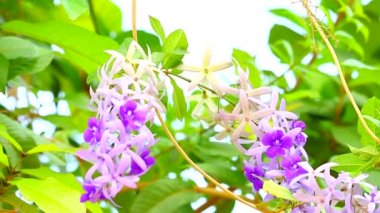 Puple Çelengi, Zımpara Kağıdı Vine, Petrea Volubilis L asma gövdeli çiçeklerle süslü bir bitki olarak düzenlenir. Ve geniş bir çalılığa dallandırılmış İndigo çiçekli dallara