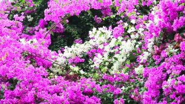 Pembe ve beyaz Bougainvillea çiçekleri parktaki çitlere, doğal çiçek çitlerine, küresel ısınmayı azaltma konseptine ekildi.
