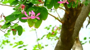 Mor Orkide Ağacı, Hong Kong Orkide Ağacı, Mor Bauhinia1