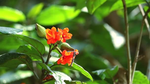 Geiger strom nebo kordia oranžové květy kvetoucí na stromě a déšť kapky v zelené zahradě1