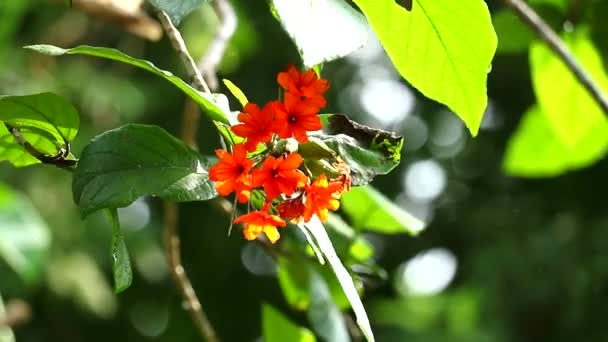 Geiger tree or cordia orange flowers blooming on tree and rain drop in green garden