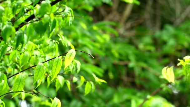 Moke ou Wrightia religiosa folhas balançar pelo vento e borrão jardim fundo — Vídeo de Stock